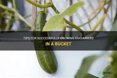 Tips For Successfully Growing Cucumbers In A Bucket Shuncy