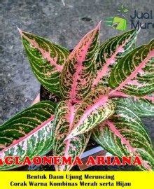 Aglaonema Ariana Aglaonema Dengan Bentuk Daun Meruncing Dan Corak