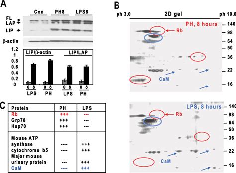 C Ebp Lip Differentially Interacts With Calmodulin And Rb In