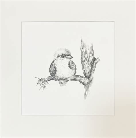 Baby Kookaburra Original Pencil Drawing | Lesley Davies Art