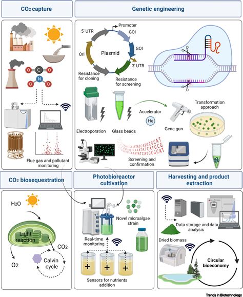 Microalgae Based Biotechnological Sequestration Of Carbon Dioxide For