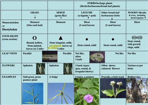 Plants Flashcards Quizlet