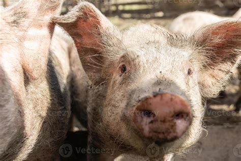 Pig farming raising and breeding of domestic pigs 13409663 Stock Photo ...