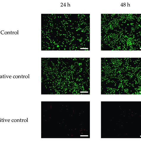 Representative Stress Strain Curve Of A Silk Rayon Webs B Nonwoven Download Scientific