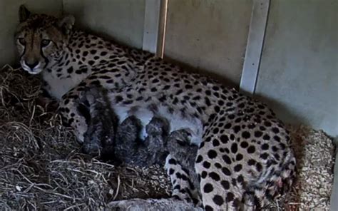 You Can Watch These Fuzzy Newborn Cheetah Cubs On The National Zoos