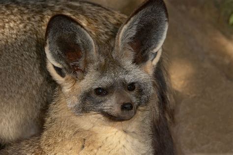 Bat-eared Fox | San Diego Zoo Animals & Plants