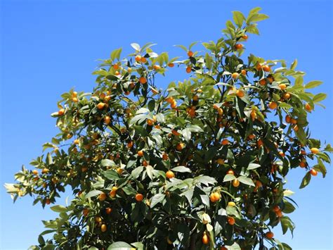 Trovita Growing Info Learn About Trovita Orange Tree Care