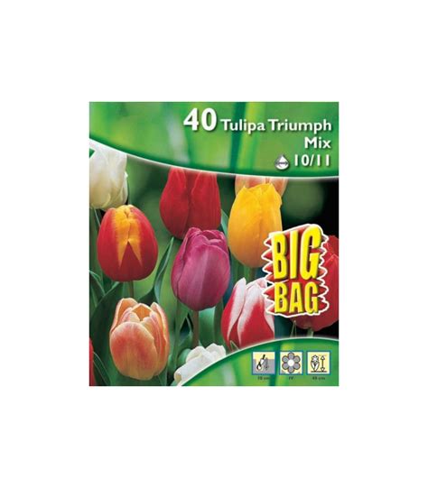 Amestec Bulbi Lalele Triumph Mix Colorat De Lalele Pachet Bulbi