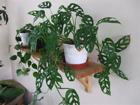 Monstera Adansonii “swiss Cheese Vine” Aka Monstera Friedrichsthalii Monstera Obliqua Swiss