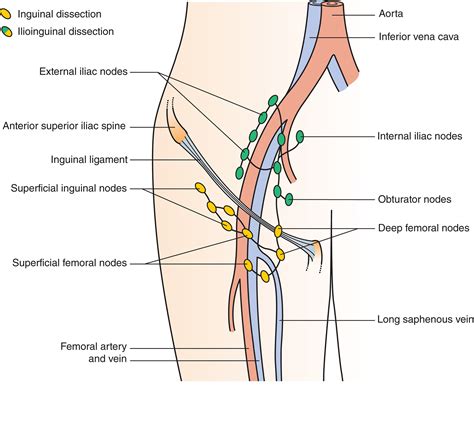 Groin Lymph Nodes