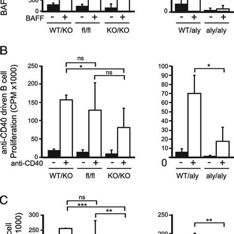 B Cells From NIK KO KO Mice Do Not Respond To BAFF And Exhibit Abnormal