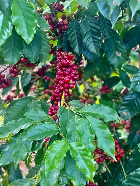 Limaní Resistente A La Roya Y De Alto Rendimiento Primero Café