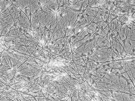 Neural cultures | BioTalentum 