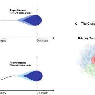 Clonal Evolution Models And Metastatic Seeding Patterns A Linear