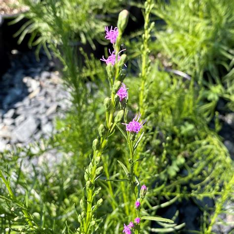 Liatris microcephala (Smallhead Blazing Star) - Cavano’s Perennials