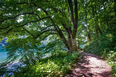 Beautiful Tree In The Hiking Paths Of Biogradsko Lake Shore Stock Image