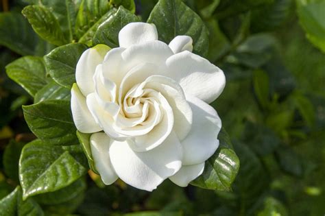 A Garden of Gardenias: Unraveling Their Timeless Symbolism and Use ...