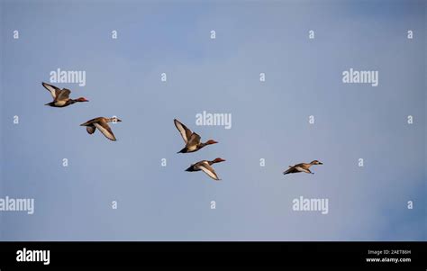 Five Red Crested Pochard Netta Rufina In Flight Against The Sky Above