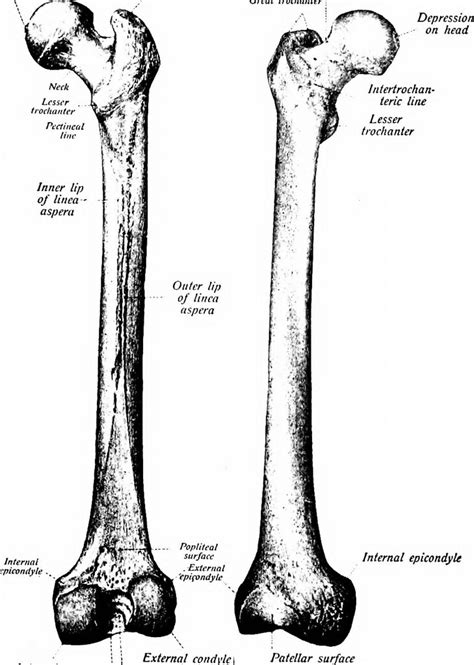 Linea Aspera Anatomy - Anatomical Charts & Posters