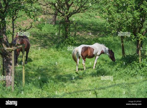 Brown White Horse In A Pasture Stock Photo Alamy