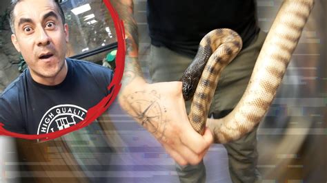 This Is The Worst Snake Bite He Has Ever Taken Youtube