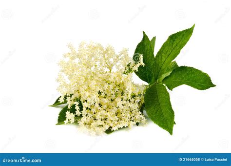 Elderberry Flower On White Royalty Free Stock Photos - Image: 21665058