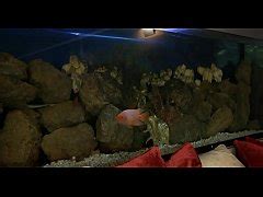 Wicked Maid Isabel Stern Gets Groped And Fucked Free Mobile Porn Videos IPornTV