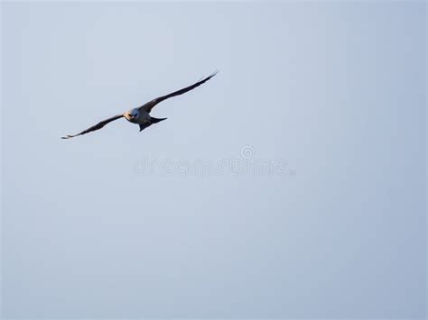 Close Up Shot of Mississippi Kite Flying Stock Photo - Image of nature ...