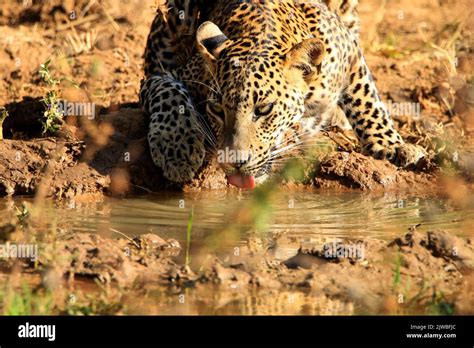 Leopards of Sri Lanka Stock Photo - Alamy