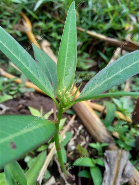 Euphorbia heterophylla también conocida como planta de fuego euforbia