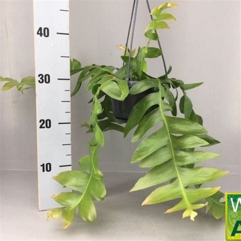 Epiphyllum Chrysocardium Plant Wholesale Floraccess