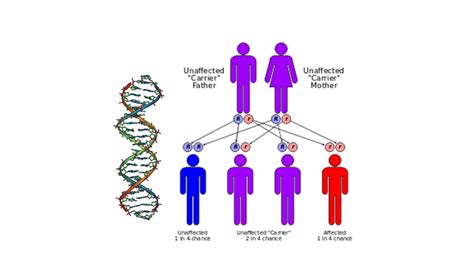 Seventh Grade Lesson Sex Linked Genes Betterlesson