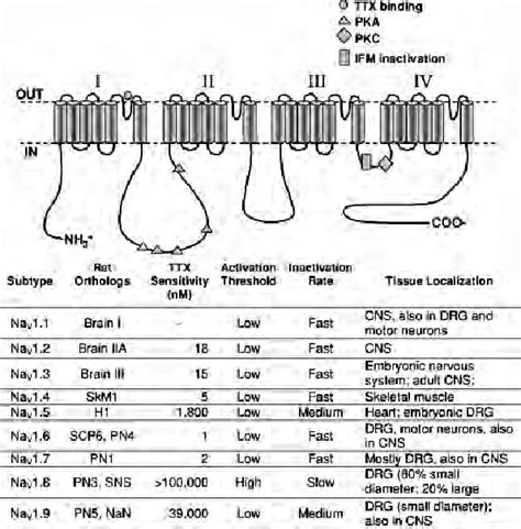 Schematic secondary structure of the family of voltage-gated sodium ...