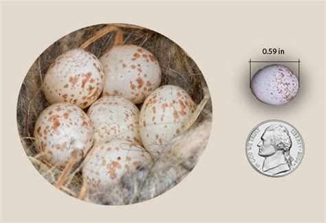 Black-capped Chickadee: Nest and Eggs - Avian Report