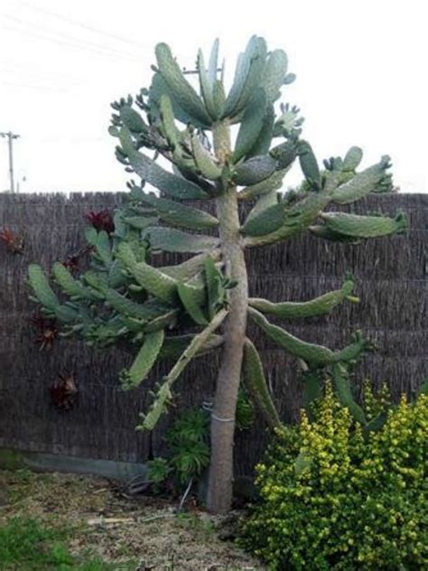 Consolea Rubescens Road Kill Cactus World Of Succulents