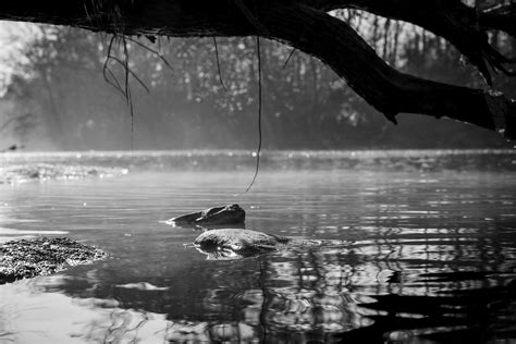 black tree wallpaper      black tree