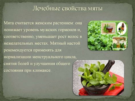 Мята Фото И Описание Полезные Свойства – Telegraph