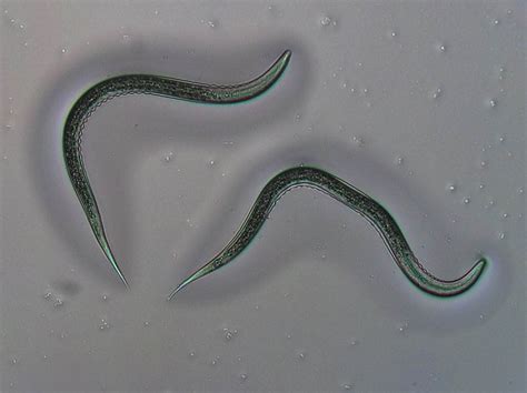 How nematodes outsmart the defenses of pests