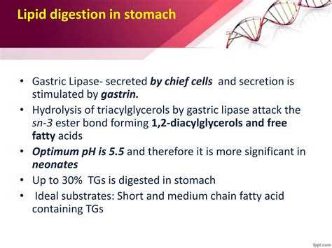 Lipid Digestion And Absorption PPT