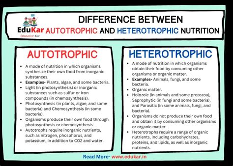 How Are Heterotrophs And Autotrophs Different