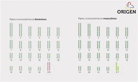 Cari Tipo Conhe A O Exame Cl Nica Origen Fertiliza O In Vitro