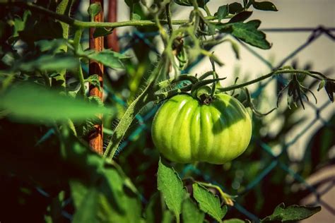 Le Guide Ultime De La Culture De Tomates Beefsteak En Pots Gardening