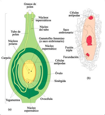 fisiología vegetal reproducción Geología y Biología