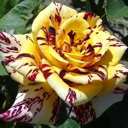 Роза Абра кадабра. Купить саженцы с доставкой.
