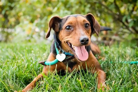 Cómo saber si tu perro es feliz Una guía para detectar los signos de