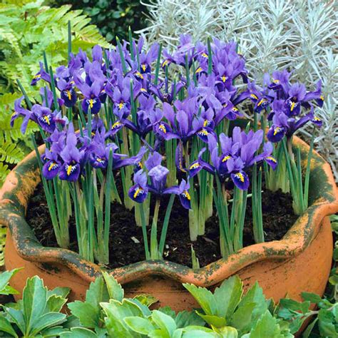 Iris 'Harmony' | Dobies