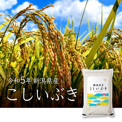 新潟米 新潟産 こしいぶき 10kg 5kg×2 令和5年産 新潟のお米 通販 米杜氏【公式】オンラインショップ