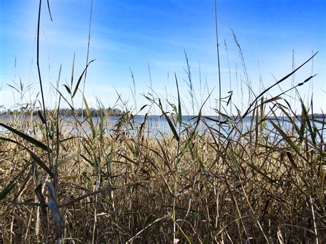 Free Images Landscape Tree Water Marsh Branch Cloud Plant Sky