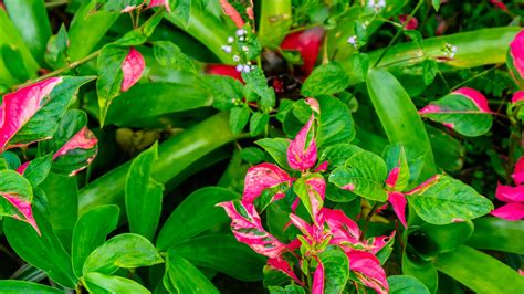 beautiful and stunning red leaves as background 19558119 Stock Photo at ...