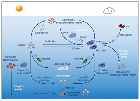 Conceptual Diagram Illustrating The Ecological And Biogeochemical Roles